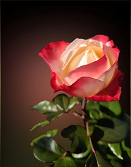 autumn rose ♥️