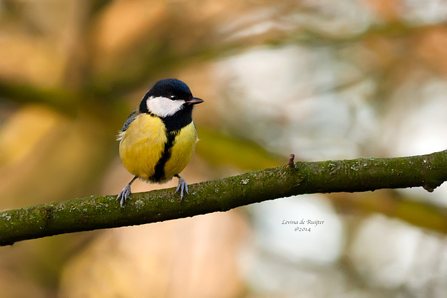 Great Tit / Koolmees (Parus major)