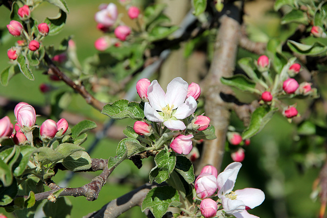 die Apfelblüte beginnt