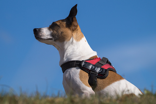 Jack Russell Terrier Rico DSC09391