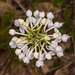 Platanthera conspicua (Southern White fringed orchid) as seen from above