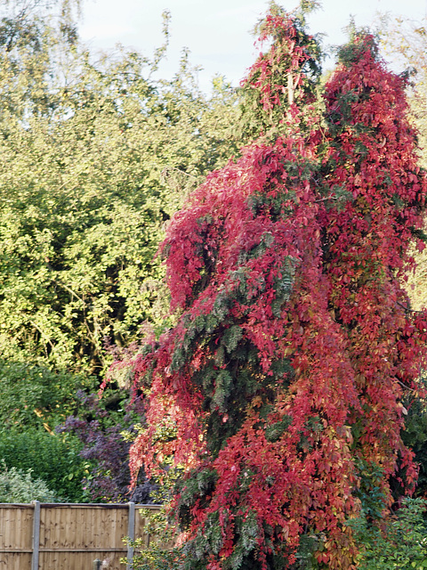 Autumnal Decoration HFF