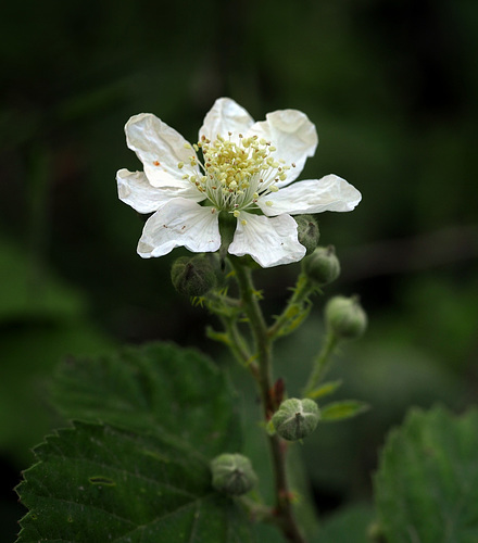 Rubus caesius