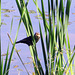 Female Red-winged Blackbird