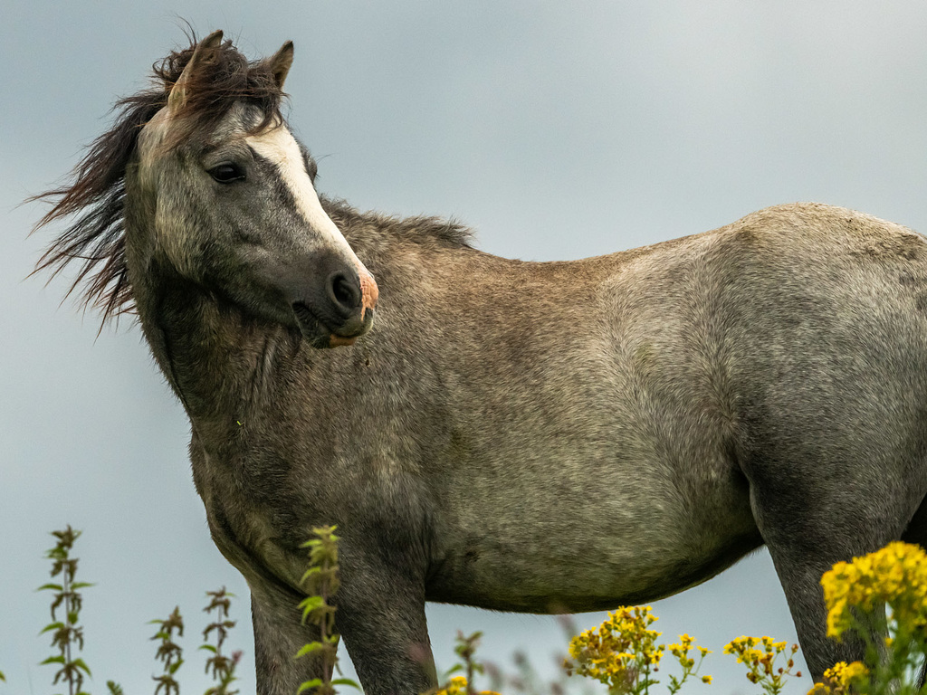 Welsh pony