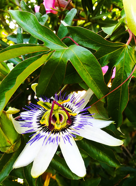 Perhaps the last passion flower of the year.