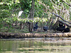 Snowy egret & vultures