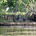 Snowy egret & vultures