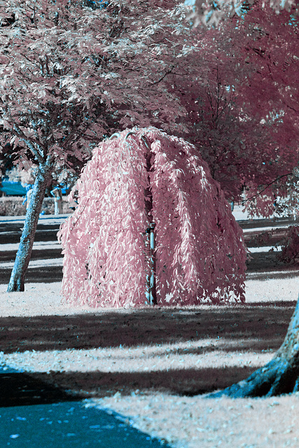 Memorial Tree - Infrared