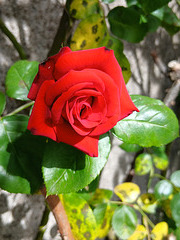 Rose dans une ruelle  à l’île de Béhuard (49)