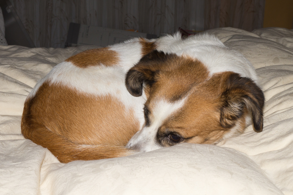 Jack Russell Terrier Clifford