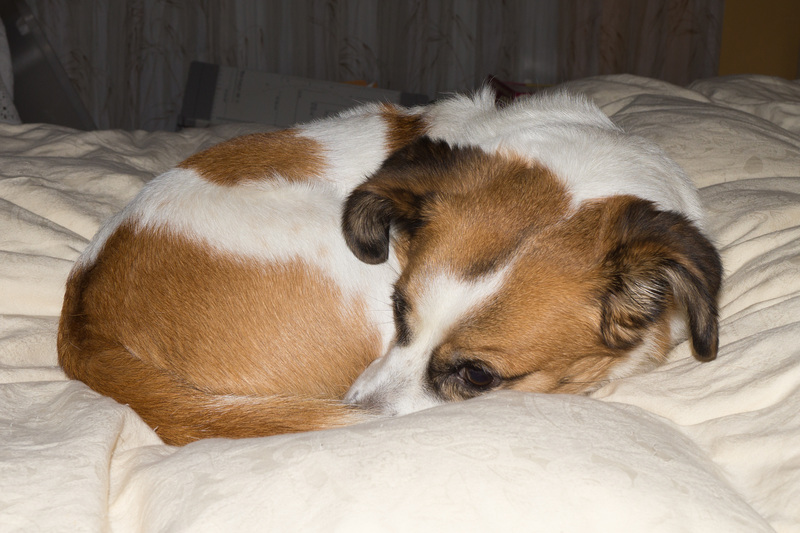 Jack Russell Terrier Clifford
