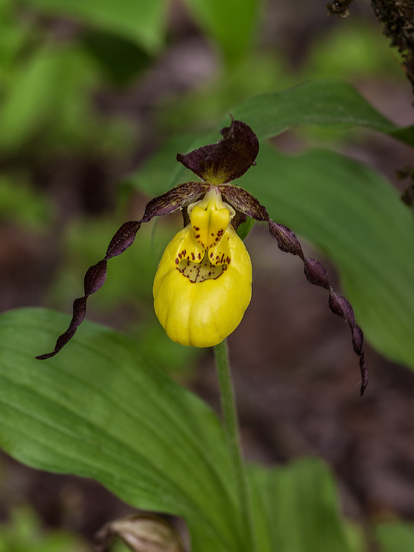 Cypripedium parviflorum var. makasin (Northern Small Lady's-slipper orchid)