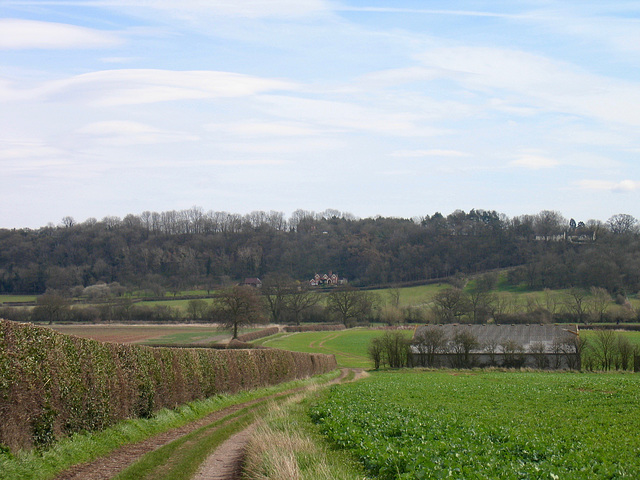 Looking along the fields towards Shoots Hill Wood