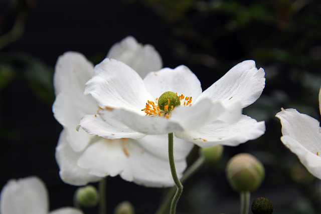 Anemone × hybrida 'Honorine Jobert'