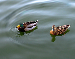 Couple de canard sur l'eau