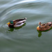 Couple de canard sur l'eau