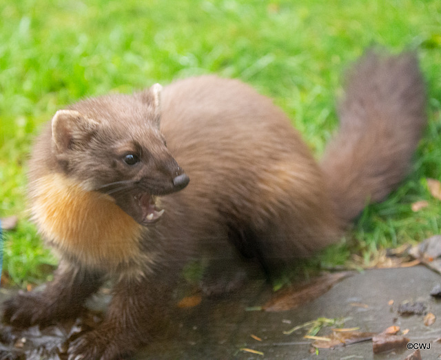 The blue bowl of fruit and nuts is an unwanted distraction from a wildlife image, so the Pine Marten will have to revert for foraging under the birdfeeders!