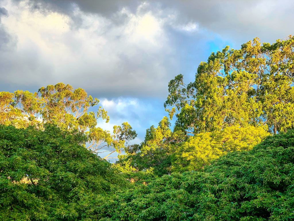 early morning view from the Lanai