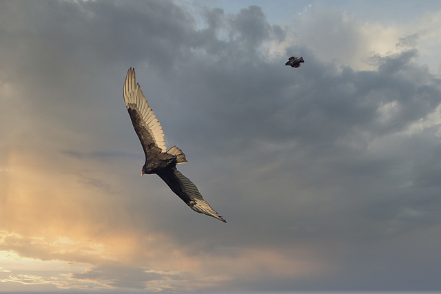 Red-winged Blackbird vs Turkey Vulture