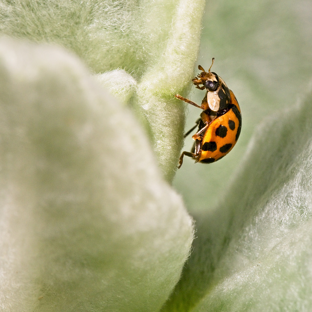 Lady Bird