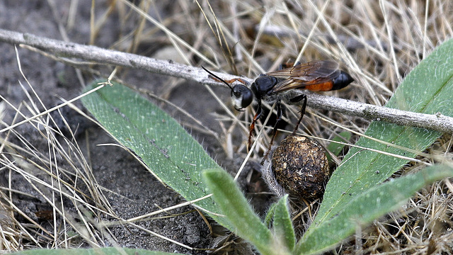 Ichneumon sp.