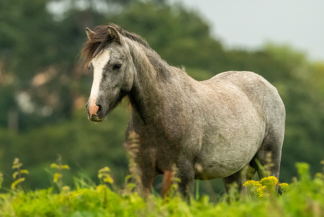 Welsh pony