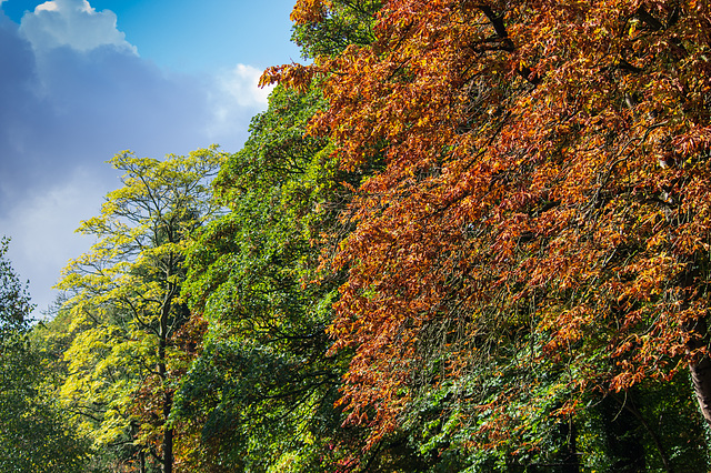 Formal Garden Early Autumn Trees in Manor Park