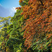 Formal Garden Early Autumn Trees in Manor Park