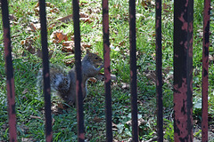 Eichhörnchen hinter Gittern