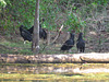 Black vultures finishing their supper