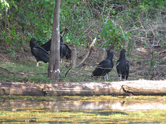 Black vultures finishing their supper