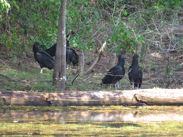 Black vultures finishing their supper