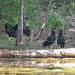 Black vultures finishing their supper