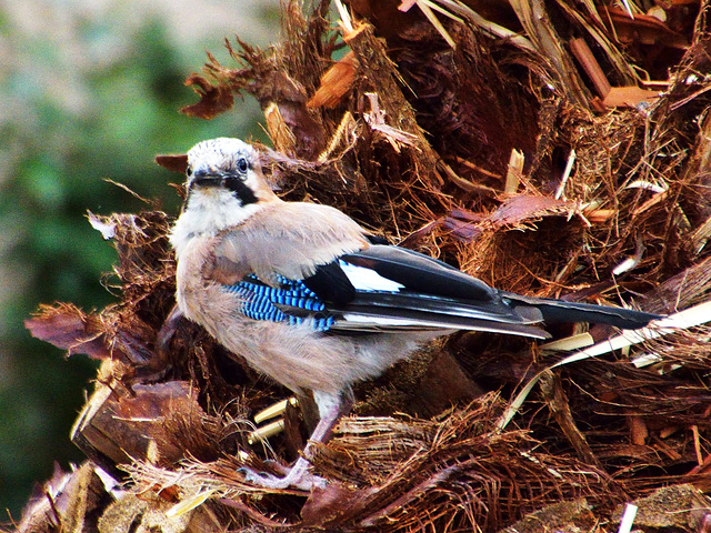 Eurasian jay (Garrulus glandarius) DSB 1109