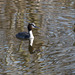 20150308 7245VRTw [D~PB] Haubentaucher (Podiceps cristatus), Steinhorster Becken, Delbrück