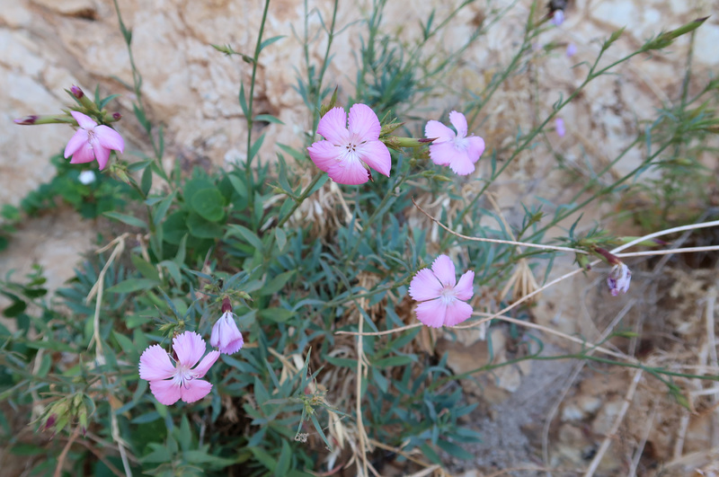 Soapwort