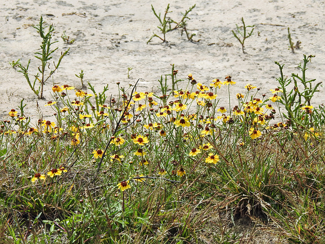 06 Day 2, Aransas First Cove Harbor Wetlands Sanctuary