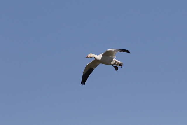 Snow Goose