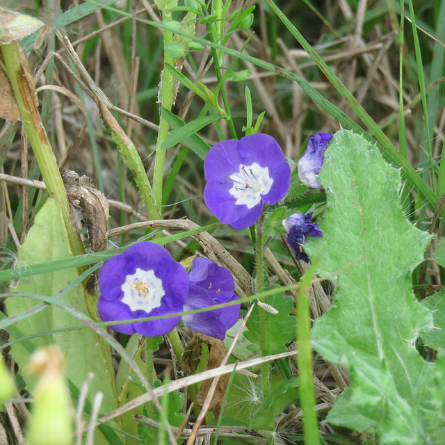 Day 5, wildflowers, King Ranch, Norias Division