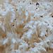 Coral tooth fungus ~ Kammetjesstekelzwam (Hericium coralloides)... 3!