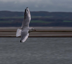 West Kirby9