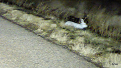 Arctic hare caught in the headlights - lousy photo - I know!