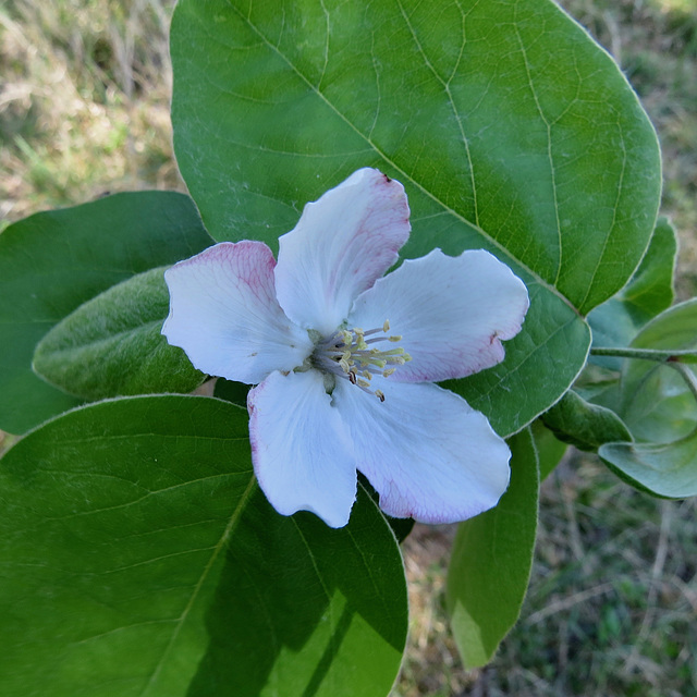 Quince flower