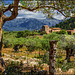 Von Deia nach Port de Soller