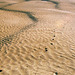 critter tracks and ripples