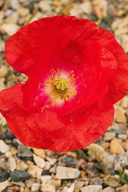 poppy popping