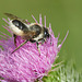 Leafcutter Bee - Megachile centuncularis