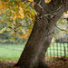 Parkland Fencing at Lacock Abbey