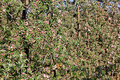die Apfelblüte beginnt - the time of the apple blossoming - debut de floraison de pommiers - (PIP)